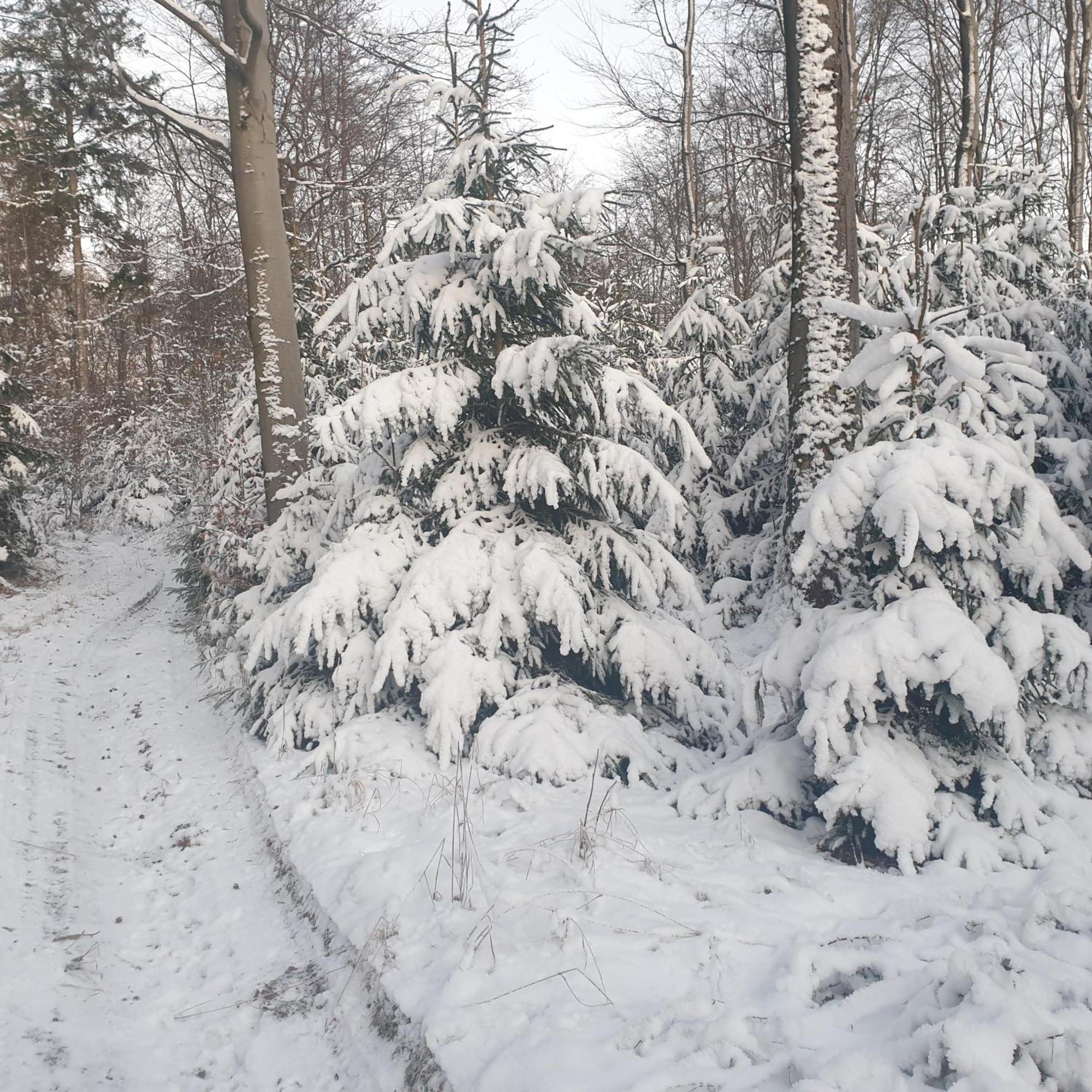 Fewo Winter In Der Villa Waldrand Mit Zwei Balkonen Bad Wünnenberg Extérieur photo